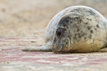 Kegelrobbe (Halichoerus grypus)