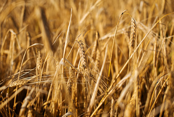Rye spikelets at sunset