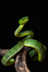green snake