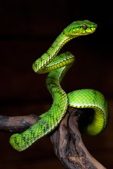 Fototapeta premium green snake