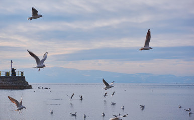 Fototapeta na wymiar Seagull in lake Ohride
