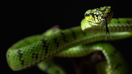 green snake