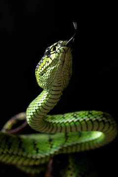 green snake