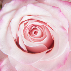 Macro photo of pink rose. Closeup rose petals.