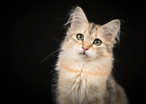 Cute siberian kitten portrait looking at the camera on a black background in a horizontal image