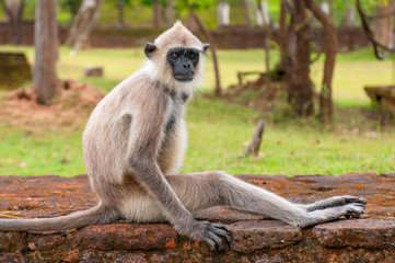 Gray langurs or Hanuman langurs, the most widespread langurs of the Indian Subcontinent, are a group of Old World monkeys, Polonnaruwa, Sri Lanka.