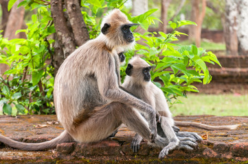 Gray langurs or Hanuman langurs, the most widespread langurs of the Indian Subcontinent, are a group of Old World monkeys, Polonnaruwa, Sri Lanka.