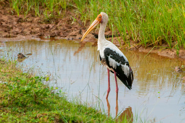 Painted Stork (Mycteria Elucocephala), Yala National Park, Sri Lanka.