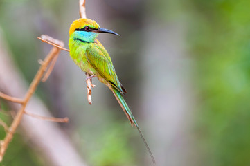 Little green bee eater (merops orientalis), Yala National Park, Sri Lanka, Asia.