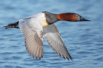 Male Canvasback Duck in Flight