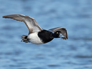 Male Lesser Scaup in Flight