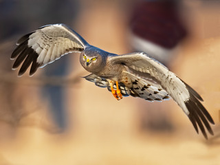 Northern Harrier Male aka Gray Ghost