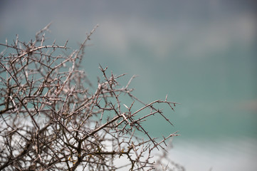 Fototapeta na wymiar Detail of a spike plant on a lake