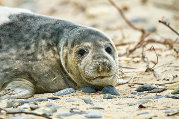 Kegelrobbe (Halichoerus grypus)