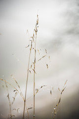 Plant with morning mist