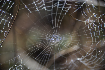 Spider web in nature