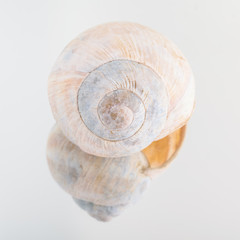 White shell isolated