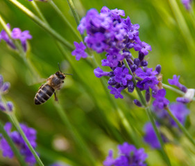 bee flying