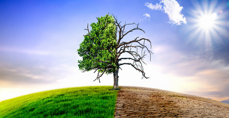 Climate change withered tree and dry earth. - obrazy, fototapety, plakaty
