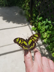 Super nice big butterfly on my fingers in Aruba
