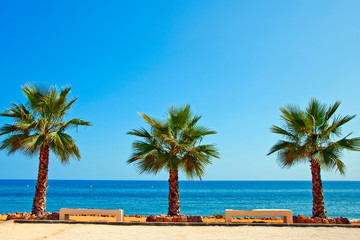 Palm trees on Playa del Penoncillo Torrox Costa Costa del Sol Andalusia Spain