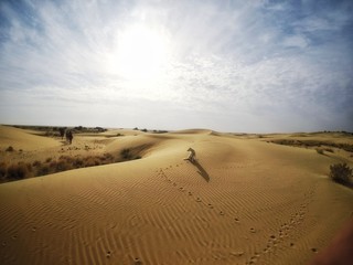 Fototapeta na wymiar Dog in the desert