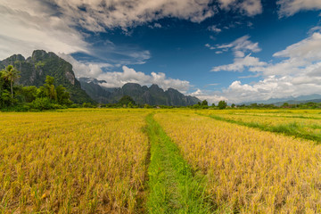 Rice field surrounded by rock formations in Vang Vieng, Laos. Vang Vieng is a popular destination for adventure tourism in a limestone karst landscape.