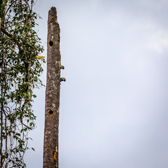 Fototapeta premium Parrots in Surinam