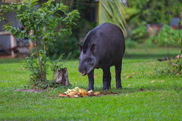 Tapir in the jungle of Surinam