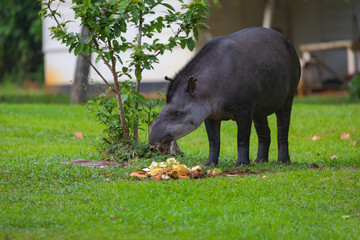 Tapir in the jungle of Surinam