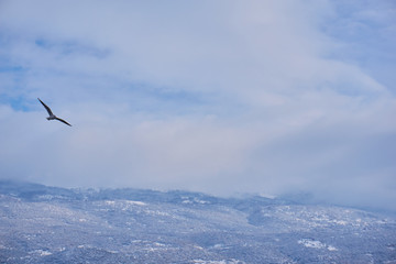 Seagull in lake Ohride