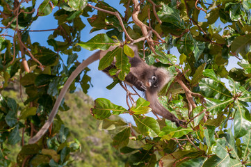The dusky leaf monkey, spectacled langur, or spectacled leaf monkey (Trachypithecus obscurus), Krabi, Thailand.