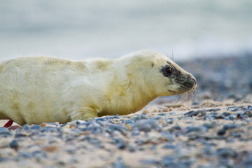 Kegelrobbe (Halichoerus grypus)