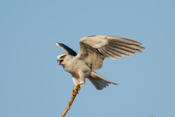Black shouldered kite (Elanus axillaris) Ranthambore National Park, India.