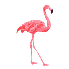 Pink flamingo watercolor vector illustration on white background