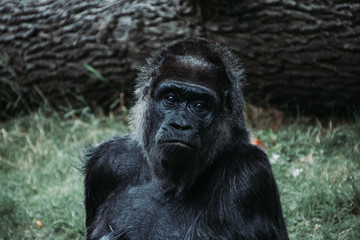 Gorilla