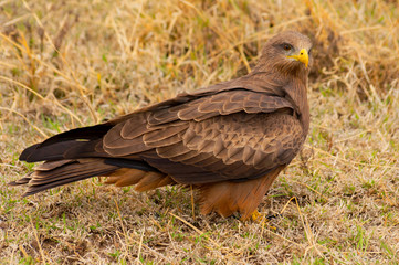 The black kite (Milvus migrans) a medium sized bird of prey, Nogorongoro Crater Tanzania.