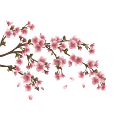 Sakura tree, cherry blossom vector illustration on white background