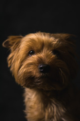 Naklejka na ściany i meble dog, yorkshire terrier, on a black background