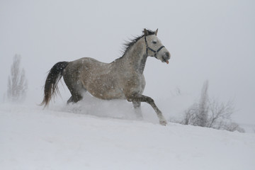 Fototapeta na wymiar arab horse on a snow slope (hill) in winter. horse shows tongue. The stallion is a cross between the Trakehner and Arabian breeds. In the background are trees and a snag.