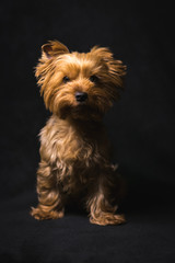 dog, yorkshire terrier, on a black background