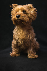 dog, yorkshire terrier, on a black background