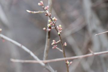 plum tree sprouts, spring, nature