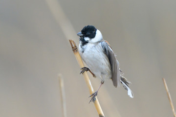 Fototapeta premium Common reed bunting on a reed stick