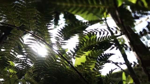 Close up on a fern in an rainforest