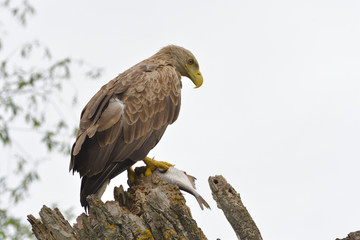 White Tailed Eagle on a branch