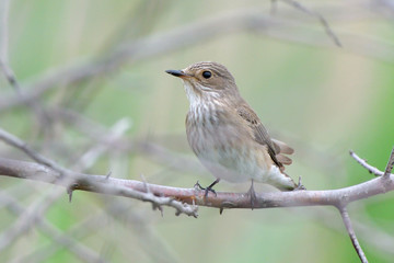 Spotted flycatcher (Muscicapa striata)