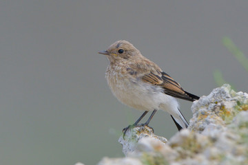 Pied Wheatear (Oenanthe pleschanka) chick