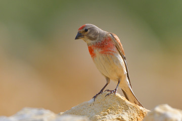 Common Linnet (Linaria cannabina), male