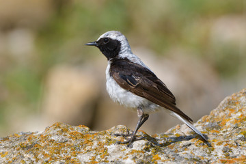 Pied wheatear on a rock